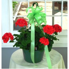 Geranium Hanging Basket 10 inch